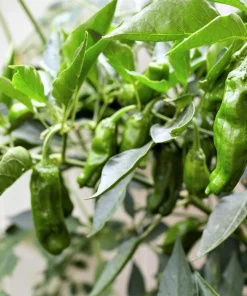 Shishito Pepper Seeds - 50 Count Mild Japanese Chili Vegetable Seeds - Image 5