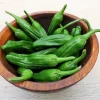 Shishito Pepper Seeds - 50 Count Mild Japanese Chili Vegetable Seeds - Image 1