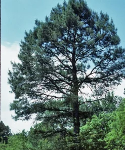 Shortleaf Pine Live Starter Tree Pinus echinata 12+ Inches Tall Outdoor - Image 2