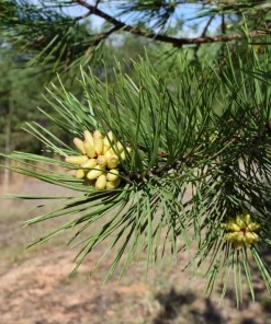 Shortleaf Pine Live Starter Tree Pinus echinata 12+ Inches Tall Outdoor - Image 3