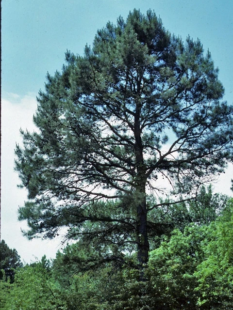 Shortleaf Pine Live Starter Tree - Pinus echinata - Evergreen Conifer - 12+ Inches Tall - Image 2