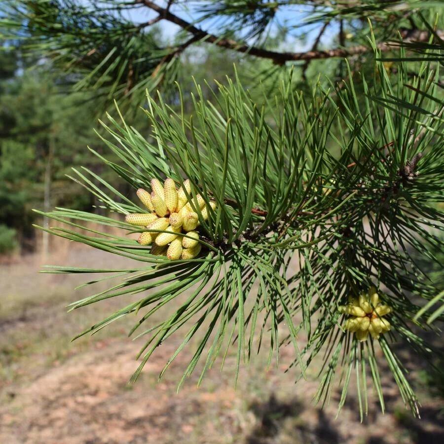 Shortleaf Pine Live Starter Tree - Pinus echinata - Evergreen Conifer - 12+ Inches Tall - Image 3
