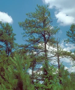 Shortleaf Pine Live Starter Tree - Pinus echinata - Evergreen Conifer - 12+ Inches Tall - Image 4