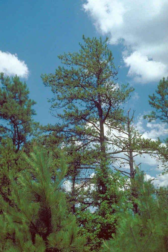 Shortleaf Pine Live Starter Tree - Pinus echinata - Evergreen Conifer - 12+ Inches Tall - Image 4