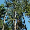 Shortleaf Pine Live Starter Tree - Pinus echinata - Evergreen Conifer - 12+ Inches Tall - Image 1