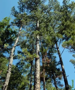 Shortleaf Pine Live Starter Tree - Pinus echinata - Evergreen Conifer - 12+ Inches Tall - Image 1