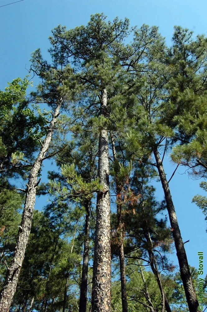 Shortleaf Pine Live Starter Tree - Pinus echinata - Evergreen Conifer - 12+ Inches Tall - Image 1
