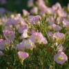 Showy Evening Primrose Seeds – Pink Fragrant Blooms (500 Seeds) – Oenothera speciosa - Image 1