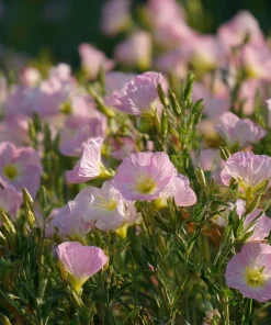 Showy Evening Primrose Seeds – Pink Fragrant Blooms (500 Seeds) – Oenothera speciosa - Image 1