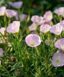 Showy Evening Primrose Seeds – Pink Fragrant Blooms (500 Seeds) – Oenothera speciosa - Image 2