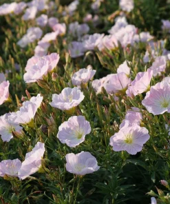 Showy Evening Primrose Seeds – Pink Fragrant Blooms (500 Seeds) – Oenothera speciosa - Image 3