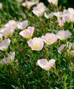 Showy Evening Primrose Seeds – Pink Fragrant Blooms (500 Seeds) – Oenothera speciosa - Image 4