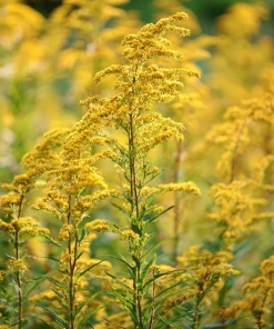 Showy Goldenrod Seeds – 200 Count Perennial Flower for Pollinators, Easy-to-Grow Outdoor - Image 2