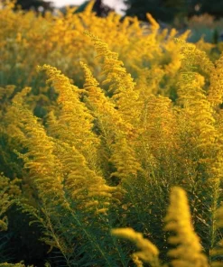 Showy Goldenrod Seeds – 200 Count Perennial Flower for Pollinators, Easy-to-Grow Outdoor - Image 3