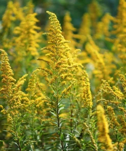 Showy Goldenrod Seeds – 200 Count Perennial Flower for Pollinators, Easy-to-Grow Outdoor - Image 4