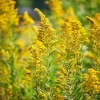 Showy Goldenrod Seeds – 200 Count Perennial Flower for Pollinators, Easy-to-Grow Outdoor - Image 1