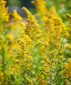 Showy Goldenrod Seeds – 200 Count Perennial Flower for Pollinators, Easy-to-Grow Outdoor - Image 1