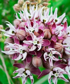 Showy Milkweed Seeds – Asclepias speciosa – 50 Seeds – Native Wildflower - Image 2