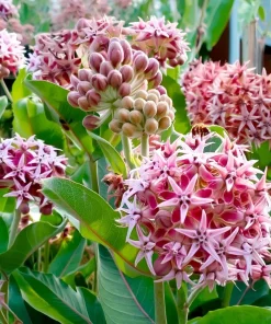 Showy Milkweed Seeds – Asclepias speciosa – 50 Seeds – Native Wildflower - Image 3