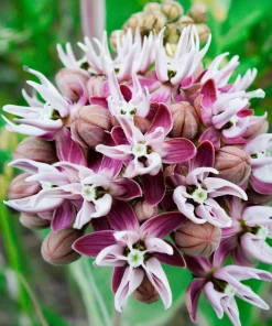 Showy Milkweed Seeds – Asclepias speciosa – 50 Seeds – Native Wildflower - Image 4