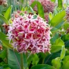 Showy Milkweed Seeds – Asclepias speciosa – 50 Seeds – Native Wildflower - Image 1
