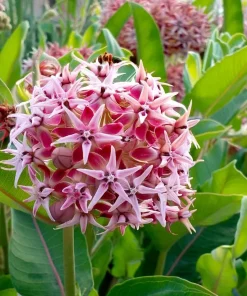 Showy Milkweed Seeds – Asclepias speciosa – 50 Seeds – Native Wildflower - Image 1