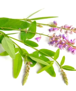 Showy Tick Trefoil Flower Seeds - Pink Desmodium Canadense, 200 Seeds, Zones 3-9 - Image 10