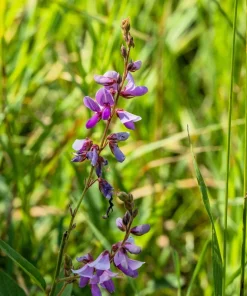 Showy Tick Trefoil Flower Seeds - Pink Desmodium Canadense, 200 Seeds, Zones 3-9 - Image 7