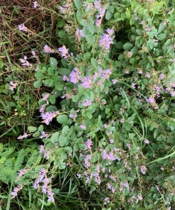 Showy Tick Trefoil Flower Seeds - Pink Desmodium Canadense, 200 Seeds, Zones 3-9 - Image 9
