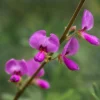 Showy Tick Trefoil Flower Seeds - Pink Desmodium Canadense, 200 Seeds, Zones 3-9 - Image 1