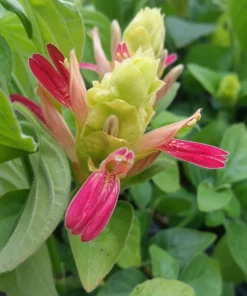 Shrimp Plant 'Fruit Cocktail' Live Starter Plants - 3 Pack, 4-6 Inches Tall, Multi-Color Blooms, Zones 9-11 - Image 2