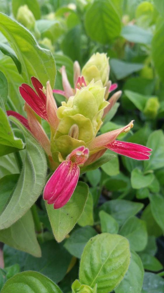 Shrimp Plant 'Fruit Cocktail' Live Starter Plants - 3 Pack, 4-6 Inches Tall, Multi-Color Blooms, Zones 9-11 - Image 2