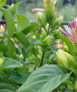 Shrimp Plant 'Fruit Cocktail' Live Starter Plants - 3 Pack, 4-6 Inches Tall, Multi-Color Blooms, Zones 9-11 - Image 3