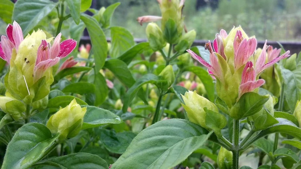 Shrimp Plant 'Fruit Cocktail' Live Starter Plants - 3 Pack, 4-6 Inches Tall, Multi-Color Blooms, Zones 9-11 - Image 3