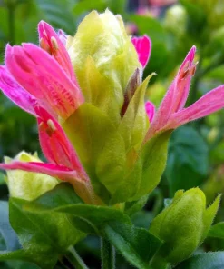 Shrimp Plant 'Fruit Cocktail' Live Starter Plants - 3 Pack, 4-6 Inches Tall, Multi-Color Blooms, Zones 9-11 - Image 4