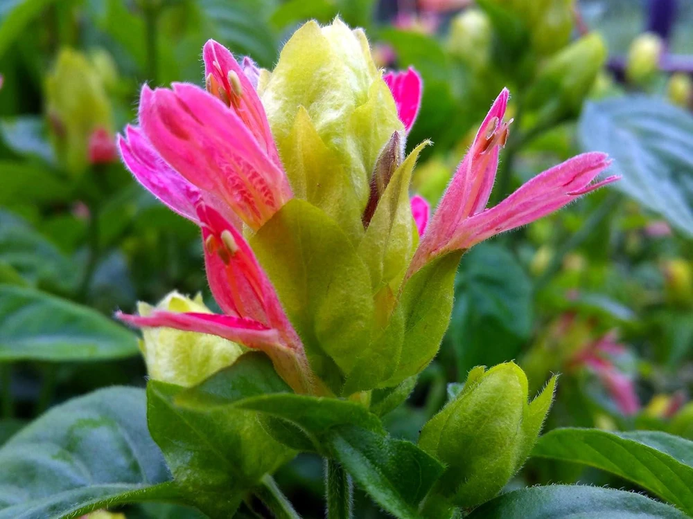 Shrimp Plant 'Fruit Cocktail' Live Starter Plants - 3 Pack, 4-6 Inches Tall, Multi-Color Blooms, Zones 9-11 - Image 4
