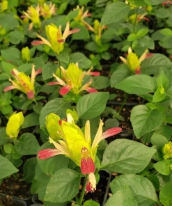 Shrimp Plant 'Fruit Cocktail' Live Starter Plants - 3 Pack, 4-6 Inches Tall, Multi-Color Blooms, Zones 9-11 - Image 5