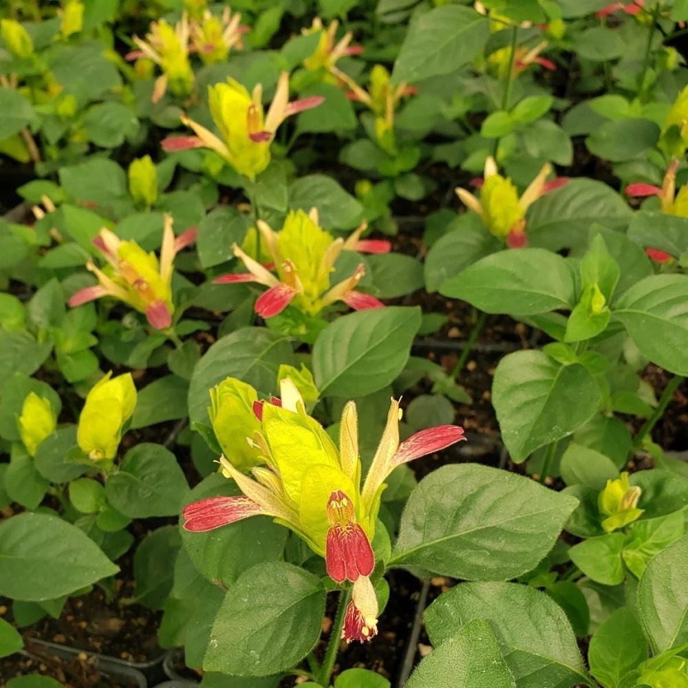 Shrimp Plant 'Fruit Cocktail' Live Starter Plants - 3 Pack, 4-6 Inches Tall, Multi-Color Blooms, Zones 9-11 - Image 5