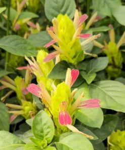 Shrimp Plant 'Fruit Cocktail' Live Starter Plants - 3 Pack, 4-6 Inches Tall, Multi-Color Blooms, Zones 9-11 - Image 6