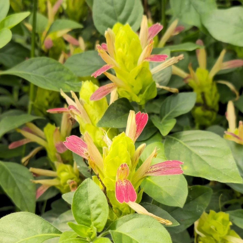 Shrimp Plant 'Fruit Cocktail' Live Starter Plants - 3 Pack, 4-6 Inches Tall, Multi-Color Blooms, Zones 9-11 - Image 6