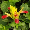 Shrimp Plant 'Fruit Cocktail' Live Starter Plants - 3 Pack, 4-6 Inches Tall, Multi-Color Blooms, Zones 9-11 - Image 1