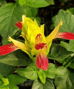 Shrimp Plant 'Fruit Cocktail' Live Starter Plants - 3 Pack, 4-6 Inches Tall, Multi-Color Blooms, Zones 9-11 - Image 1