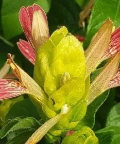 Shrimp Plant 'Fruit Cocktail' Live Starter Plants - 3 Pack, 4-6 Inches Tall, Multi-Color Blooms, Zones 9-11 - Image 7