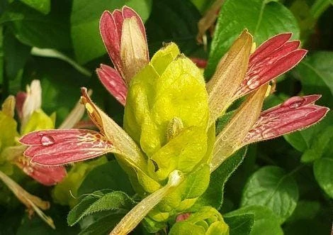 Shrimp Plant 'Fruit Cocktail' Live Starter Plants - 3 Pack, 4-6 Inches Tall, Multi-Color Blooms, Zones 9-11 - Image 7