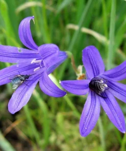 Siberian Blue Lily Seeds - 10 Count, Ixiolirion Tataricum, Pale Blue Flowers - Image 10