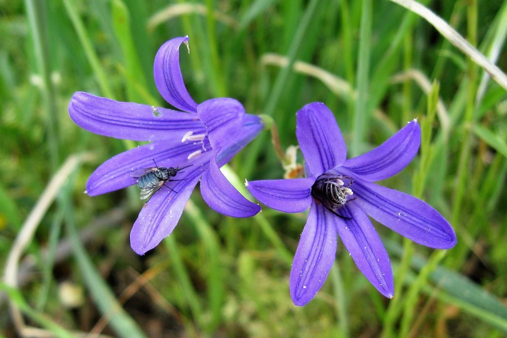 Siberian Blue Lily Seeds - 10 Count, Ixiolirion Tataricum, Pale Blue Flowers - Image 10