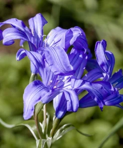 Siberian Blue Lily Seeds - 10 Count, Ixiolirion Tataricum, Pale Blue Flowers - Image 11
