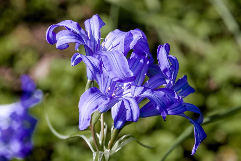 Siberian Blue Lily Seeds - 10 Count, Ixiolirion Tataricum, Pale Blue Flowers - Image 11