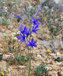 Siberian Blue Lily Seeds - 10 Count, Ixiolirion Tataricum, Pale Blue Flowers - Image 12