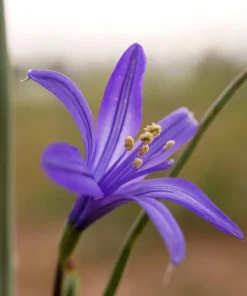 Siberian Blue Lily Seeds - 10 Count, Ixiolirion Tataricum, Pale Blue Flowers - Image 13
